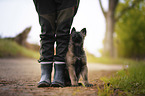 German Shepherd Puppy