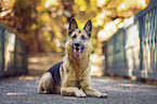 German Shepherd