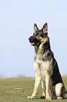 sitting German Shepherd Dog