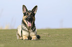 lying German Shepherd Dog