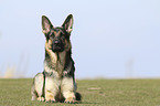 lying German Shepherd Dog