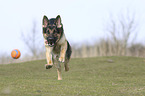 running German Shepherd Dog