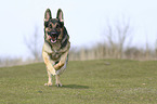 running German Shepherd Dog