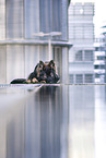 lying German Shepherd Dog