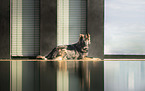 lying German Shepherd Dog