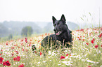 German Shepherd Dog in the flower field