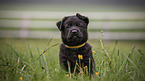 sitting German Shepherd Dog Puppy