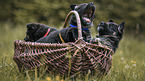 German Shepherd Dog Puppies in the wicker basket