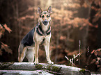 standing German Shepherd Dog