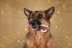 German Shepherd Dog portrait