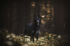 black German Shepherd