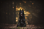black German Shepherd