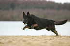 running German Shepherd Dog