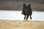 running German Shepherd Dog