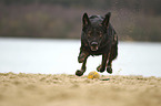 running German Shepherd Dog