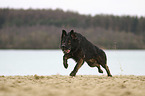 running German Shepherd Dog