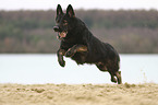 running German Shepherd Dog
