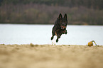 running German Shepherd Dog