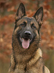 German Shepherd Dog portrait