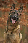 German Shepherd Dog portrait