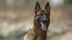 German Shepherd Dog portrait
