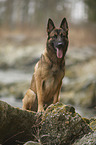 sitting German Shepherd Dog