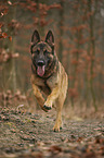 running German Shepherd Dog