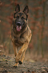 running German Shepherd Dog