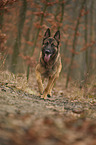 running German Shepherd Dog