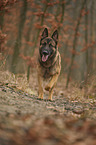 running German Shepherd Dog