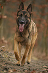 running German Shepherd Dog