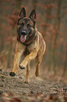 running German Shepherd Dog
