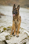 standing German Shepherd Dog