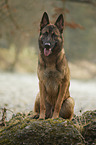 sitting German Shepherd Dog