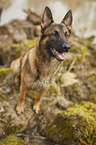 sitting German Shepherd Dog