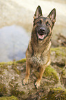 sitting German Shepherd Dog