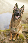sitting German Shepherd Dog
