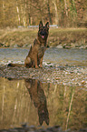 sitting German Shepherd Dog