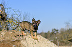 standing German Shepherd Puppy