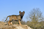standing German Shepherd Puppy