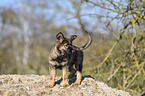 standing German Shepherd Puppy