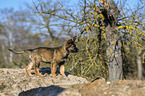 standing German Shepherd Puppy