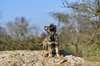 standing German Shepherd Puppy