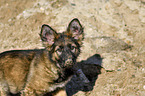 German Shepherd Puppy