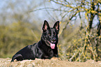lying German Shepherd