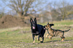 playing German Shepherds