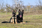 German Shepherds