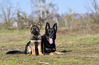 German Shepherds