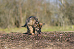walking German Shepherd Puppy