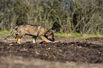 walking German Shepherd Puppy
